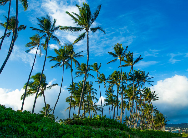 Celebrate the new year with United flights to Honolulu from Los Angeles for as little as 9,400 miles. 